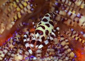 Coleman shrimp
Nikon D800E , 105 micro Nikon , twin stro... by Marchione Giacomo 